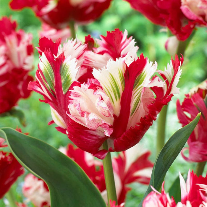 Estella Rynveld Parrot Tulip|Red and White Parrot Tulip Bulbs Estella Rynveld, Tulipa, Parrot Tulips Close Up