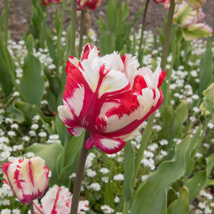 Estella Rynveld Parrot Tulip|Red and White Parrot Tulip Bulbs Estella Rynveld, Tulipa, Parrot Tulips