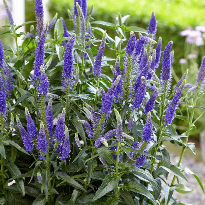 First Glory Veronica|Purple Veronica First Glory, Veronica longifolia, Speedwell
