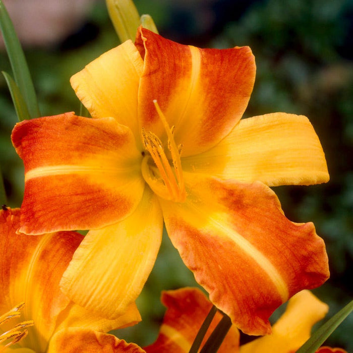 Frans Hals Daylily|Red and Yellow Daylily Frans Hals, Hemerocallis, Close Up
