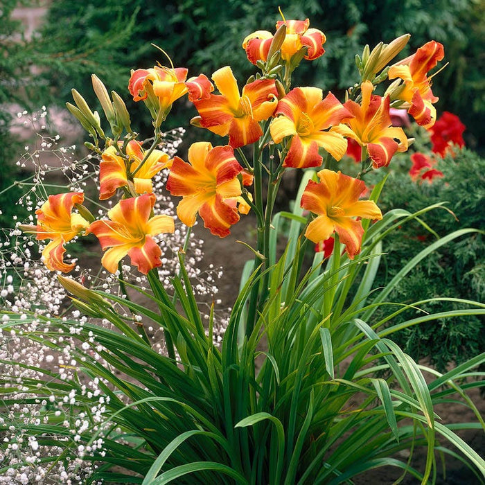 Frans Hals Daylily|Red and Yellow Daylily Frans Hals, Hemerocallis
