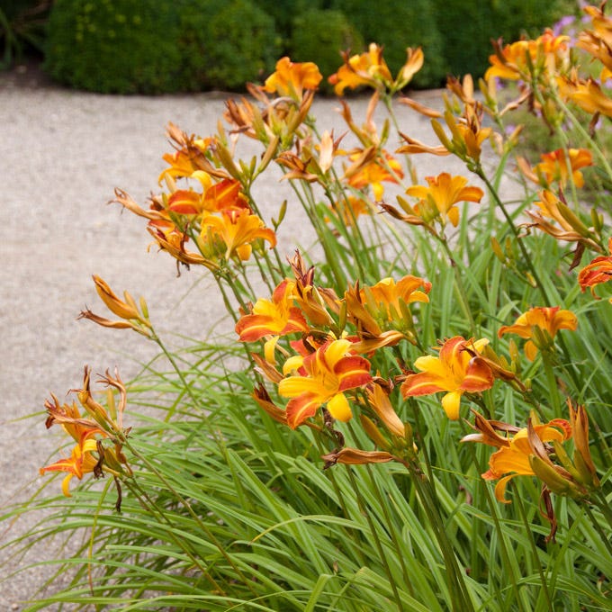 Frans Hals Daylily|Red and Yellow Daylily Frans Hals, Hemerocallis