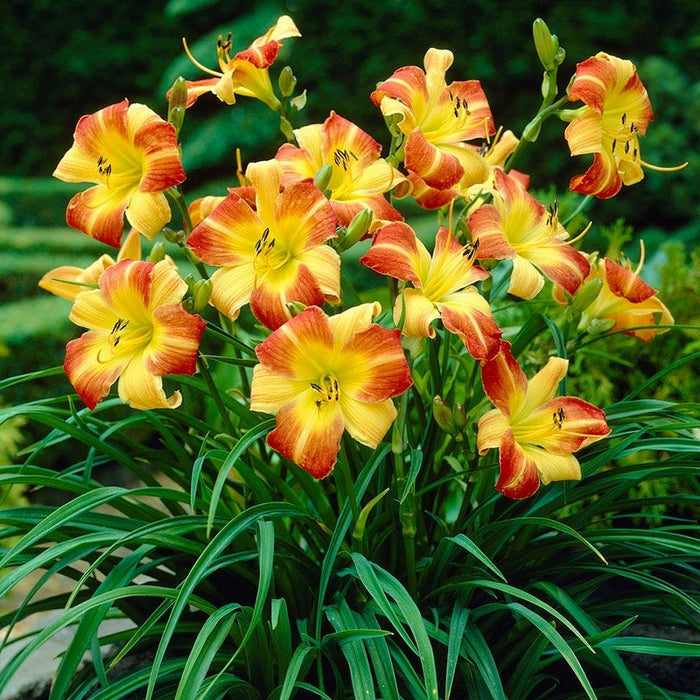 Frans Hals Daylily|Red and Yellow Daylily Frans Hals, Hemerocallis