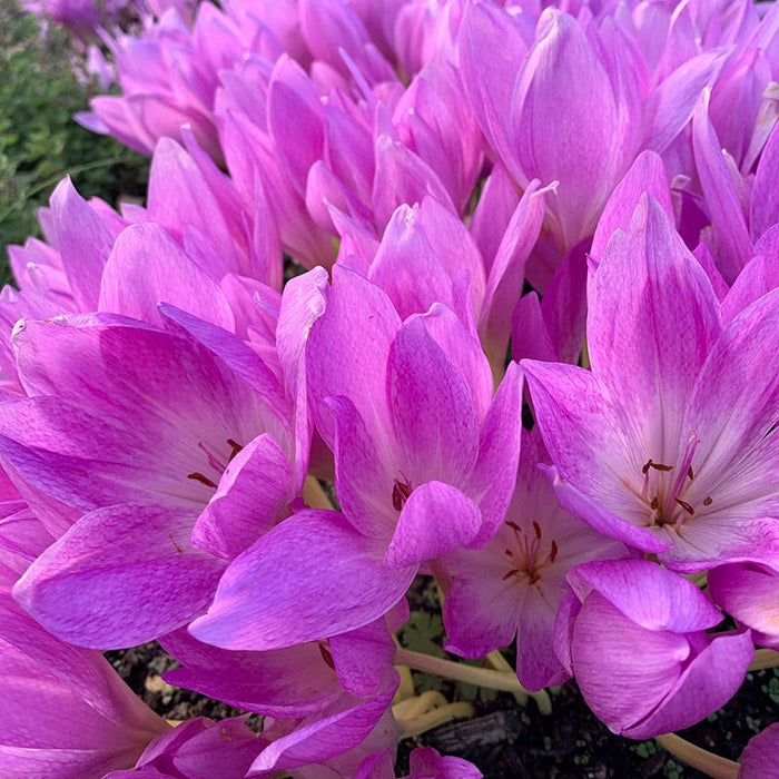 Giant Colchicum|Giant Autumn Crocus Giant, Colchicum giganteum 'Giant'
