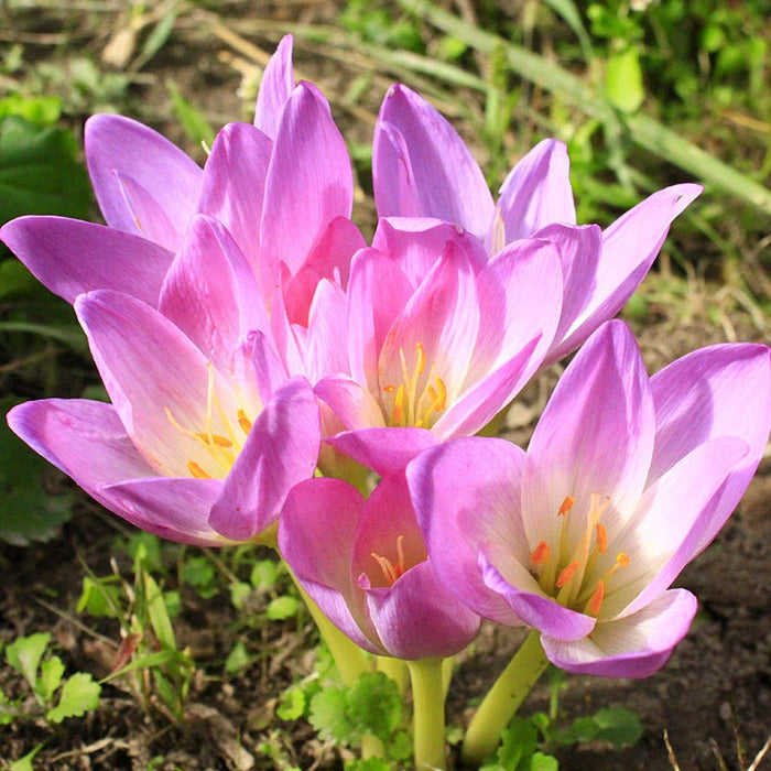 Giant Colchicum|Giant Autumn Crocus Giant, Colchicum giganteum 'Giant'