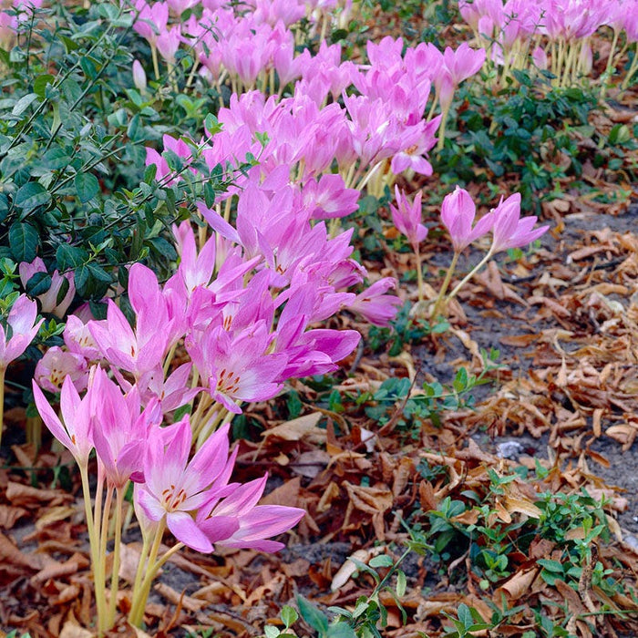 Giant Colchicum|Giant Autumn Crocus Giant, Colchicum giganteum 'Giant'
