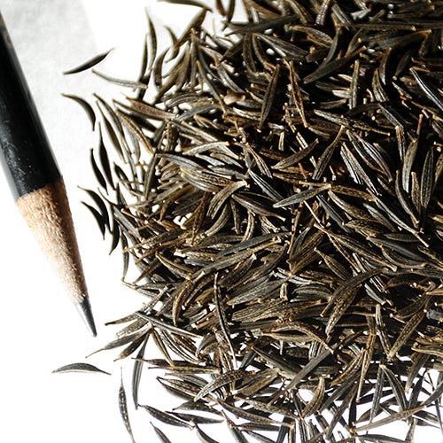 Gloria Cosmos Seeds