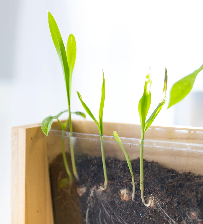 Growing Garden Root Viewer, RSVP Style - RSVP Style