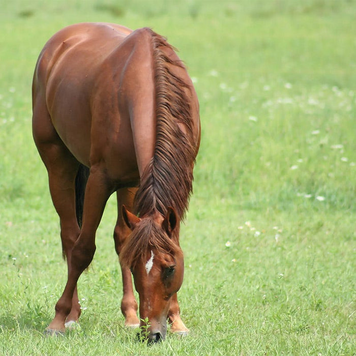 Horse Pasture and Hay Seed Mix|Horse Pasture and Hay Seed Mix