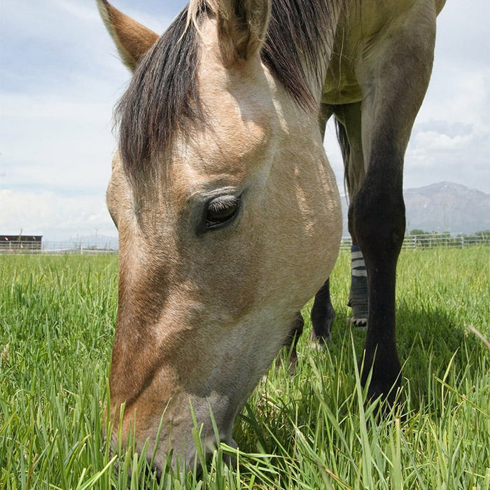 Horse Pasture and Hay Seed Mix|Horse Pasture and Hay Seed Mix