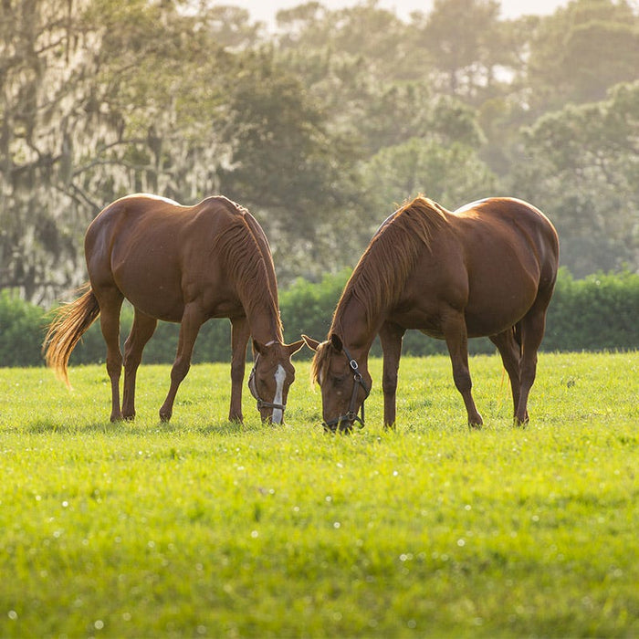 Horse Pasture and Hay Seed Mix|Horse Pasture and Hay Seed Mix