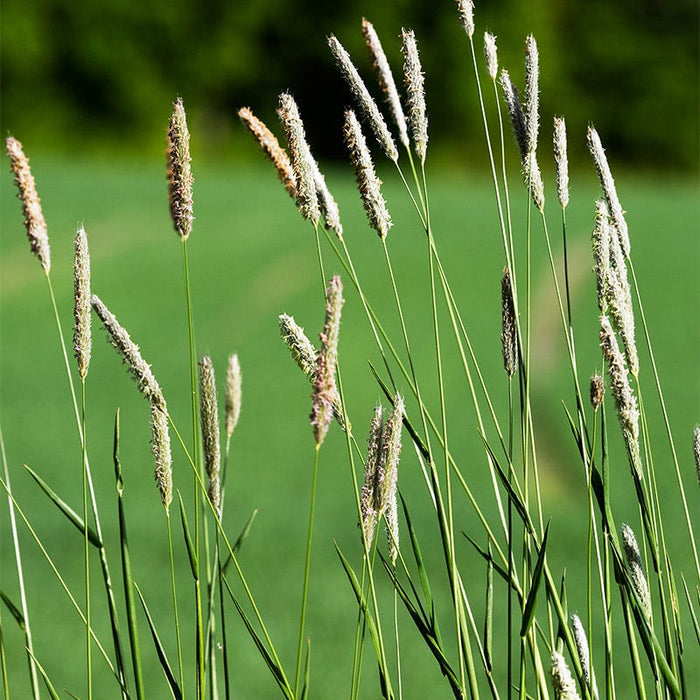 Horse Pasture and Hay Seed Mix|Timothy Grass