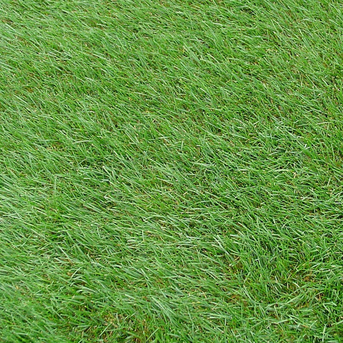 Horse Pasture and Hay Seed Mix|Kentucky Bluegrass