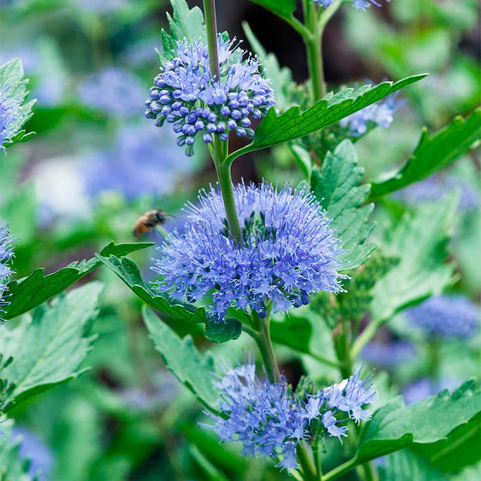 Longwood Blue Bluebeard|Purple-blue Bluebeard Longwood Blue, Caryopteri with visiting bee