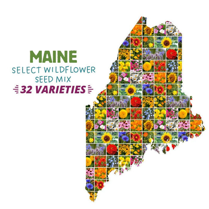 Maine Select Wildflower Seed Mix|Maine Select Wildflower Seed Mix