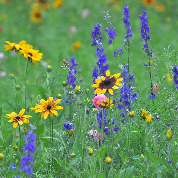 Maine Select Wildflower Seed Mix