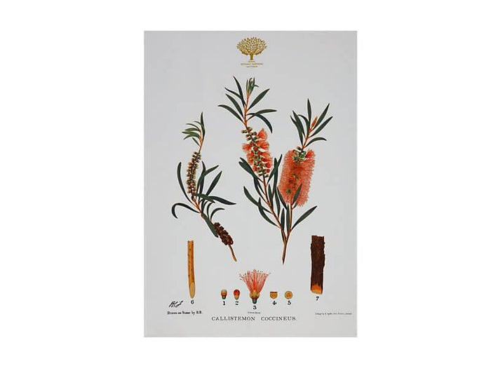 Maxwell & Williams Royal Botanic Gardens Victoria Botanic Tea Towel 50x70cm - Bottlebrush