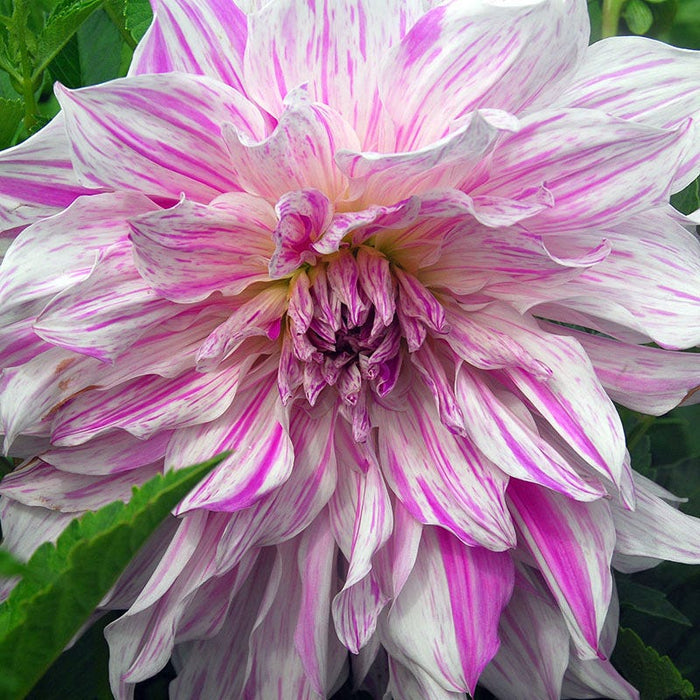 Mom's Special Dinner Plate Dahlia|Mom's Special Dinner Plate Dahlia, Dinner Plate Dahlia Mom's Special