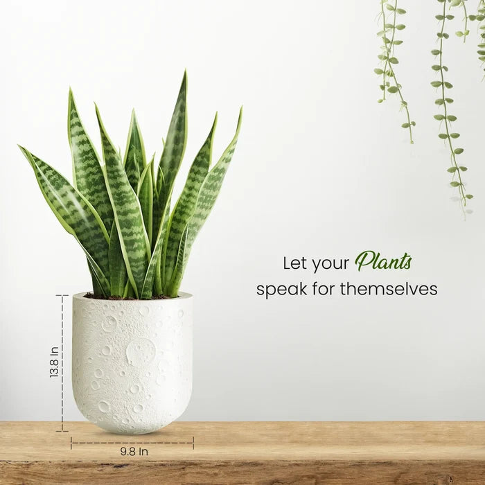 MoonGlow - (3 Sizes)