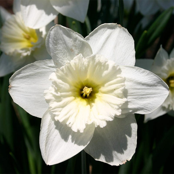 Mount Hood Trumpet Daffodil