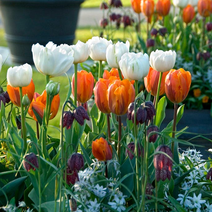 Mount Tacoma Double Late Tulip|White Double Late Tulip Mount Tacoma, Tulipa Mount Tacoma with orange tulips and fritillaria