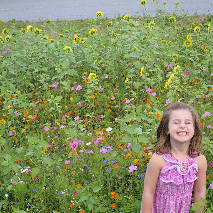 Northeast Wildflower Seed Mix|Northeast Wildflower Seed Mix