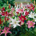 Oriental Lily Mix|Oriental Lily Bulbs Mix, Lilium, Oriental Lily