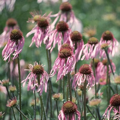 Pale Coneflower Seeds|Purple Pale Coneflower Seeds, Echinacea pallida