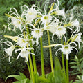 Peruvian Daffodil|White Peruvian Daffodil Bulbs, Hymenocallis festalis, Spider Lily