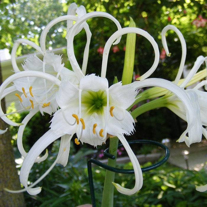 Peruvian Daffodil|White Peruvian Daffodil Bulbs, Hymenocallis festalis, Spider Lily