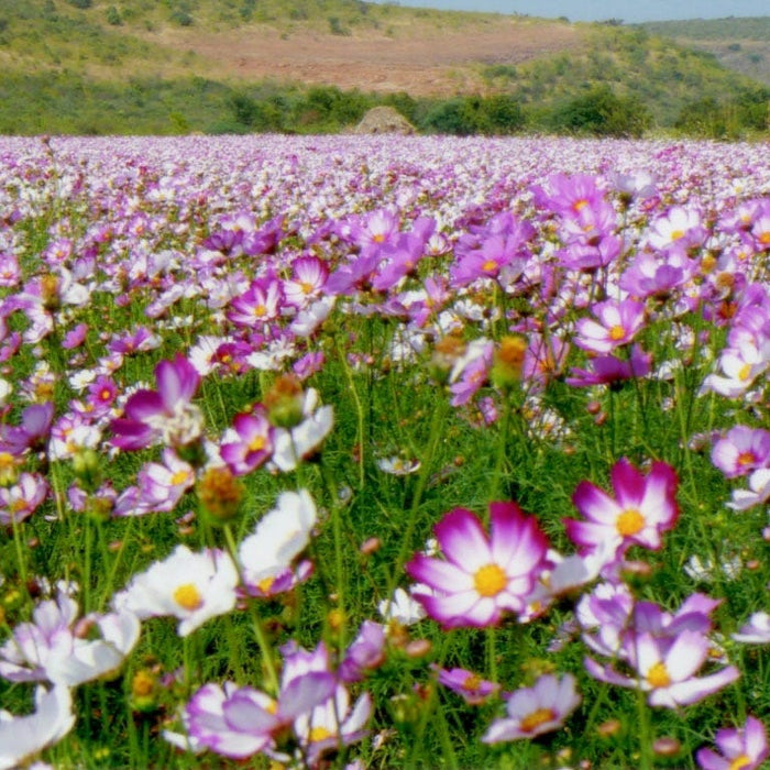 Picotee Cosmos Seeds|Pink and White Cosmos Seeds Picotee, Cosmos bipinnatus, Cosmos