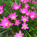 Pink Rain Lily|Pink Rain Lily Flowers Close Up, Zephyranthes