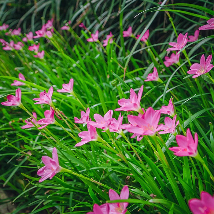 Pink Rain Lily|Pink Rain Lily Flowers Close Up, Zephyranthes