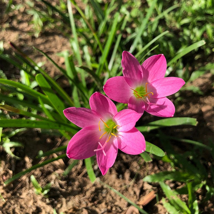 Pink Rain Lily|Pink Rain Lily Flowers Close Up, Zephyranthes