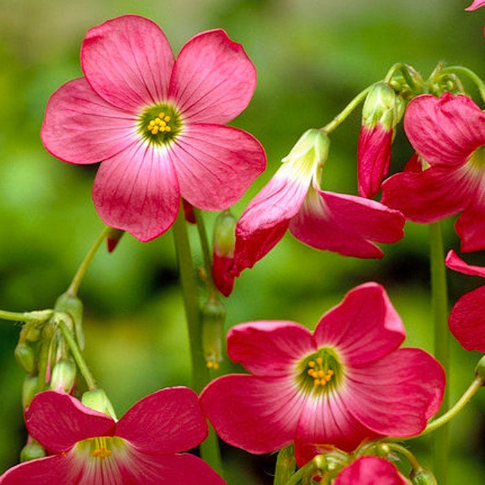 Pink Shamrock|Pink Shamrock Flower Bulbs, Oxalis deppei, Shamrock