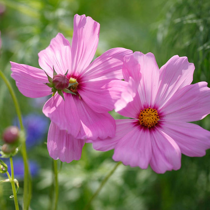 Pinkie Cosmos Seeds|Pink Cosmos Seeds Pinkie, Cosmos bipinnatus, Cosmos