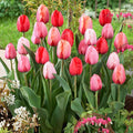 Plant To Impress Darwin Tulip Mix|Plant To Impress Darwin Tulip Mix