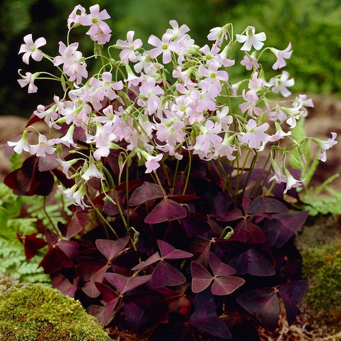 Purple Shamrock|Purple Shamrock Bulbs, Oxalis triangularis
