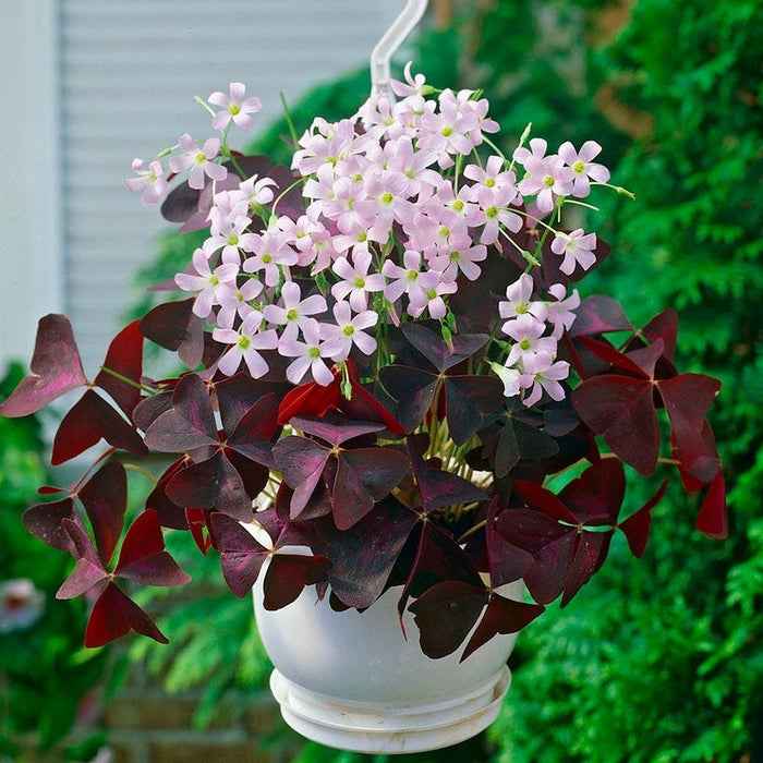 Purple Shamrock|Purple Shamrock Bulbs, Oxalis triangularis