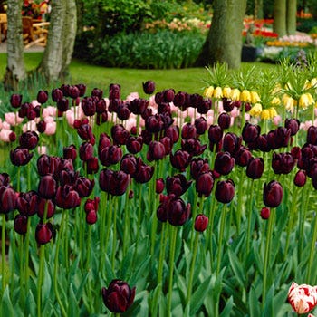 Queen Of The Night Single Late Tulip|Almost Black Single Late Tulip Bulbs Queen of the Night, Tulipa, Single Late Tulips