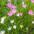 Rain Lily Mix|Rain Lily Bulbs Mix, Zephyranthus mixed colors