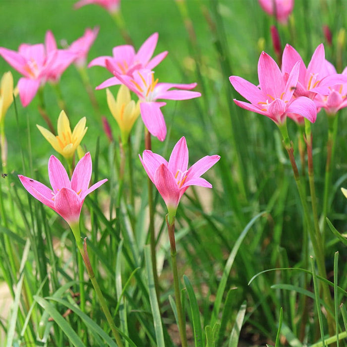 Rain Lily Mix|Rain Lily Bulbs Mix, Zephyranthus mixed colors