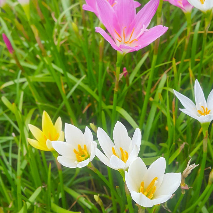 Rain Lily Mix|Rain Lily Bulbs Mix, Zephyranthus mixed colors