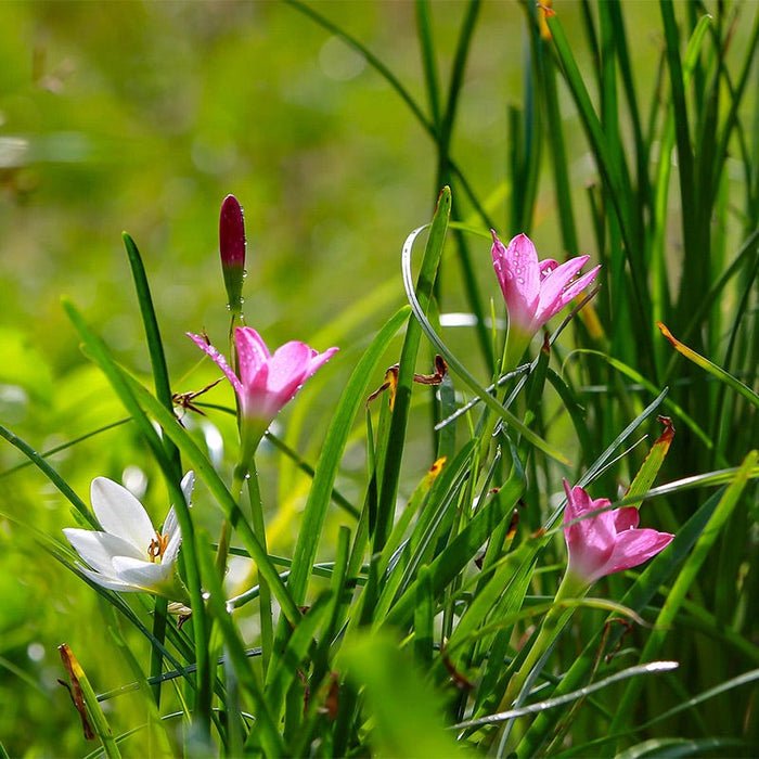 Rain Lily Mix|Rain Lily Bulbs Mix, Zephyranthus mixed colors
