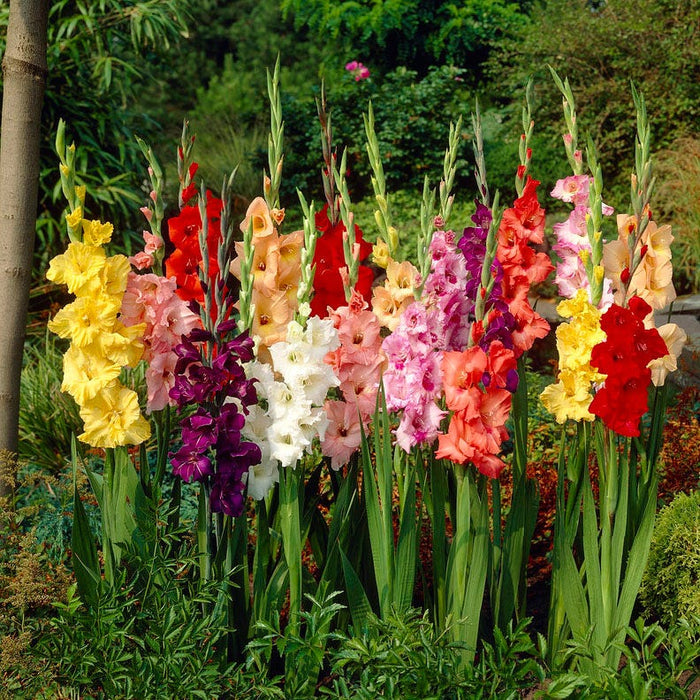 Rainbow Gladiolus Mix|Rainbow Gladiolus Mix, Multi-Color Gladiolus Blooms