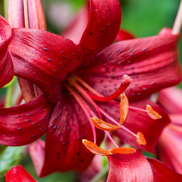 Red Tiger Lily Bulbs|Red Tiger Lily Bulbs close up