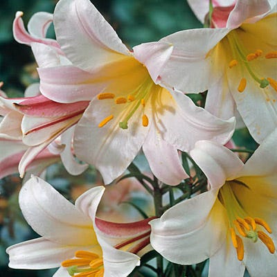 Regale Trumpet Lily Bulbs|White Trumpet Lily Bulbs Regale, Lilium, Trumpet Lily