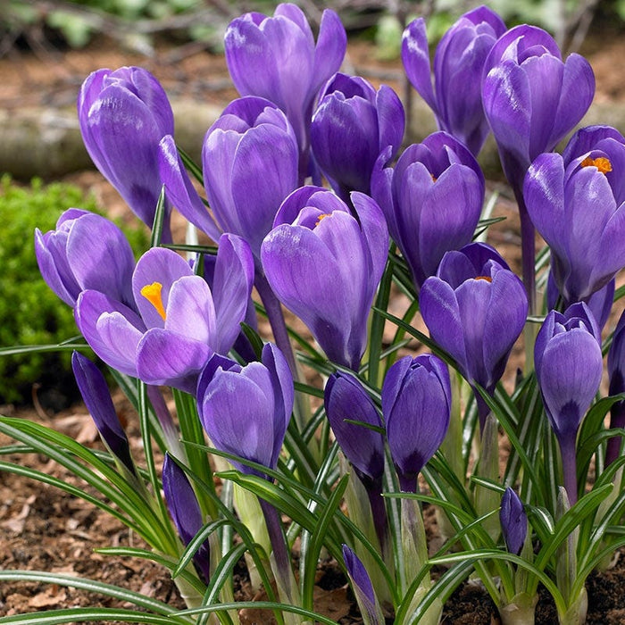 Remembrance Dutch Crocus