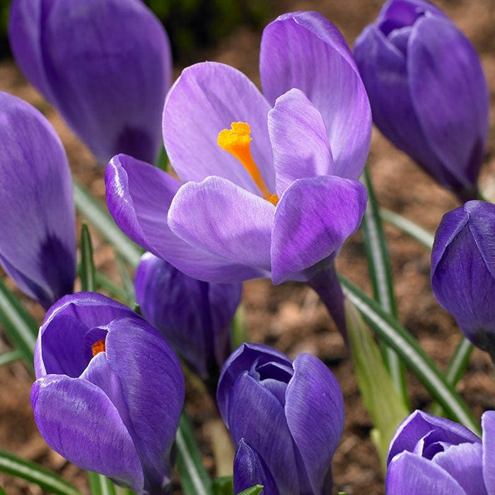 Remembrance Dutch Crocus|Dutch Crocus Bulbs Remembrance, Crocus vernus