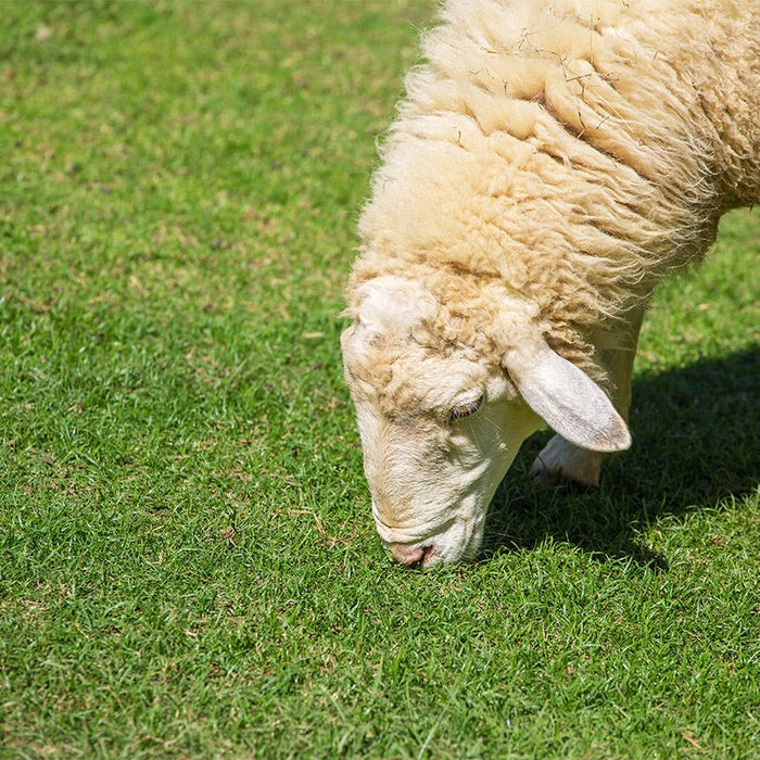 Sheep Pasture Seed Mix|Sheep Pasture Seed Mix